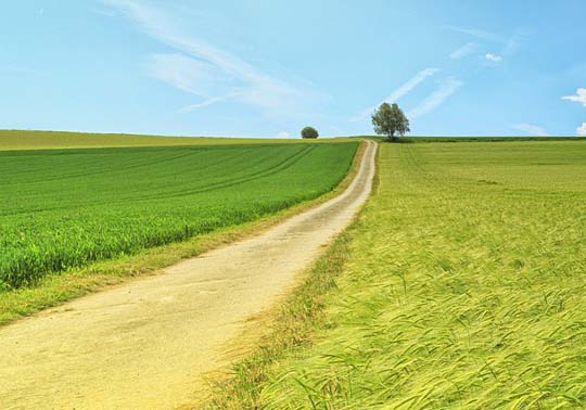 Camps de cereals